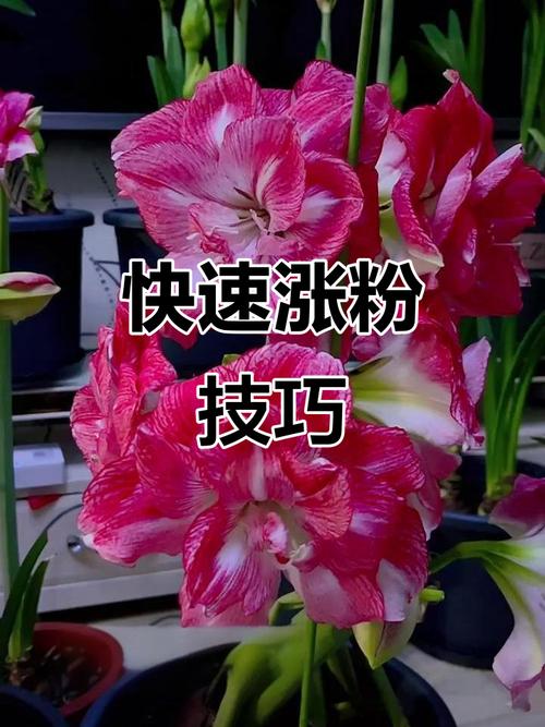 标题：快手粉丝增长秘籍全解析：电脑版高效运营助你突破增长瓶颈期